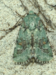 Lacinipolia laudabilis