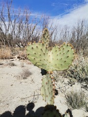 Opuntia