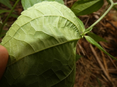 Hymenostephium rivularis