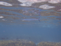 Platybelone argalus