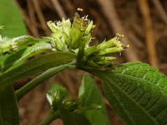 Hymenostephium rivularis