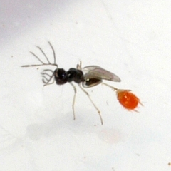 Eulophinae