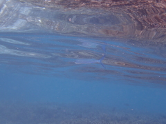 Platybelone argalus