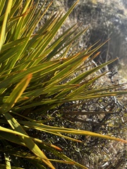 Aciphylla