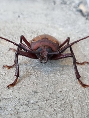 Agrianome spinicollis