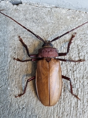 Agrianome spinicollis