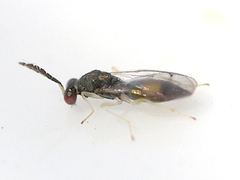 Eulophinae