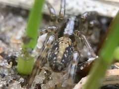 Allocosa absoluta