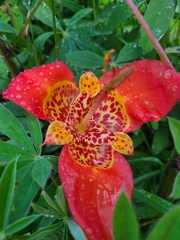 Tigridia pavonia