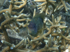 Stegastes punctatus