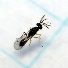 Eulophinae