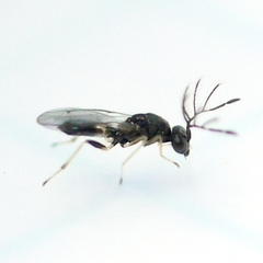 Eulophinae