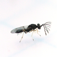 Eulophinae