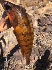 Heterostichus rostratus