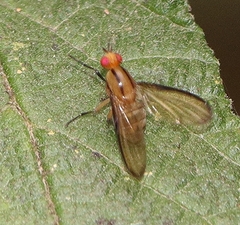 Sapromyza