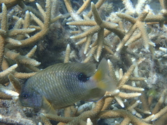 Stegastes punctatus