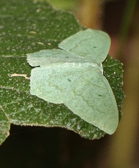 Maxates centrophylla