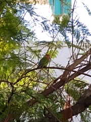 Agapornis roseicollis