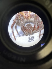 Backobourkia brouni