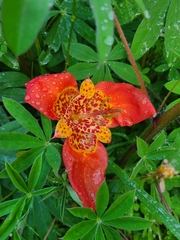 Tigridia pavonia