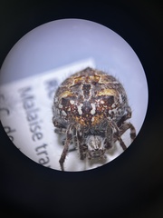 Backobourkia brouni
