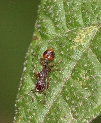 Podomyrma