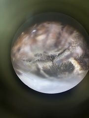Backobourkia brouni