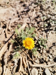 Thymophylla pentachaeta