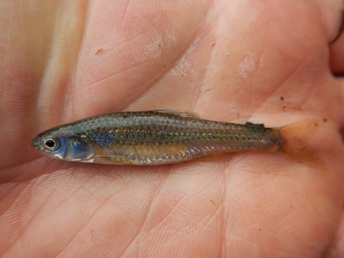 Miniellus multicorniculatus
