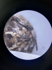 Backobourkia brouni