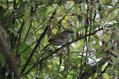 Arremonops conirostris