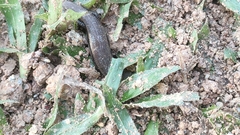 Subdoluseps bowringii