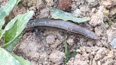 Subdoluseps bowringii