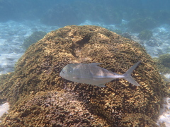 Caranx papuensis