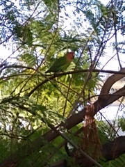 Agapornis roseicollis