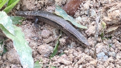 Subdoluseps bowringii