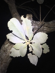 Conocarpus erectus sericeus