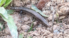 Subdoluseps bowringii