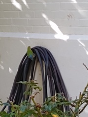 Agapornis roseicollis