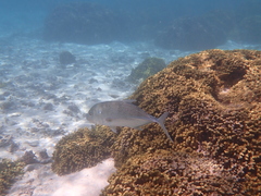 Caranx papuensis