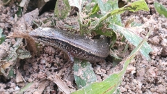 Subdoluseps bowringii
