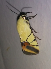 Eusceptis irretita