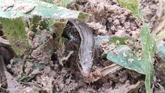 Subdoluseps bowringii