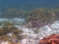 Caranx papuensis