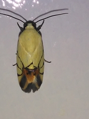 Eusceptis irretita