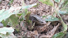 Subdoluseps bowringii