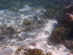 Caranx papuensis