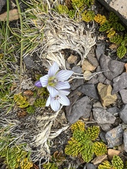 Gentianella diemensis