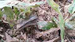 Subdoluseps bowringii