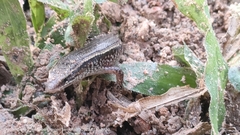 Subdoluseps bowringii